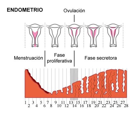 EMBRIOLOGATE: Ciclo Ovárico y Ovulación