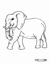 6 realistic elephant coloring Pages To Print At PrintColorFuncom sketch template