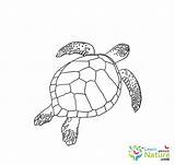 sea turtle coloring Page 2  Learn About Nature sketch template