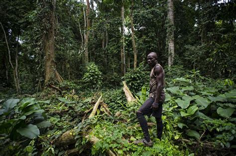 Cameroon crisis threatens wildlife as thousands flee to protected areas ...