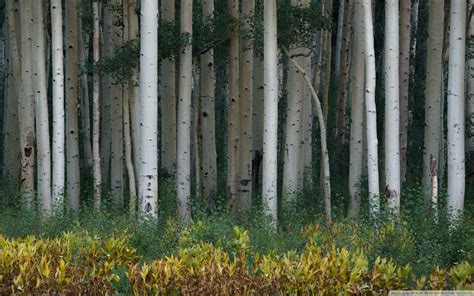 Aspen Trees Ultra HD Desktop Background Wallpaper for