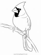 Cardinal 14 Coloring Page For Kids  Free Sparrows Printable sketch template