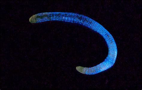 Otters and Science News: THE SIBERIAN LUMINOUS BLUE EARTHWORM