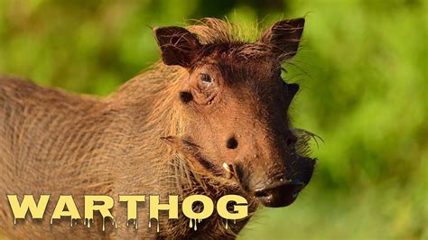 Warthog sounds - YouTube