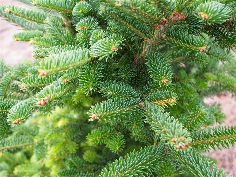 Meet 12 Species of Fir Trees