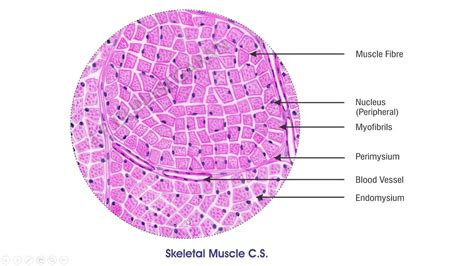 Muscular tissue - Histology (Skeletal muscle, Cardiac muscle, Smooth ...