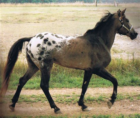 i haven't seen this kind of appaloosa that much. very Native American-esque | Horses, Rare horse ...