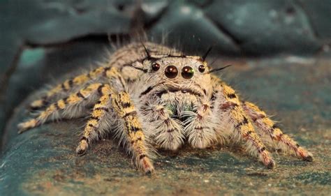 Cute Fuzzy Spiders – FuzzFeed