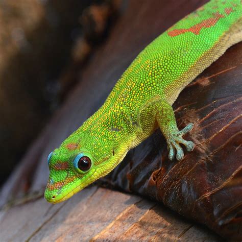 JMIH 2016: Anolis vs. Phelsuma in Hawaii – Anole Annals