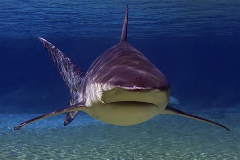 10 Horrifying Shark Attacks - Toptenz.net