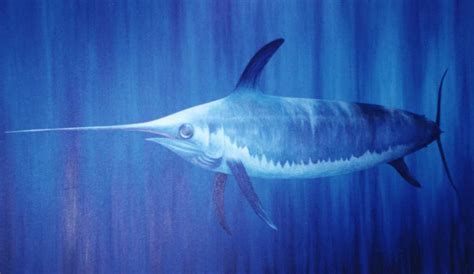 Swordfish ~ Aquatic Animals