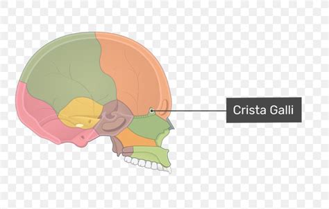 45 in the diagram, where is the crista galli? - Wiring Diagram Source