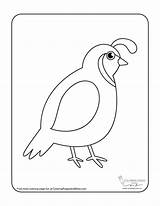 Cute Quail Coloring Page  Pages And More sketch template