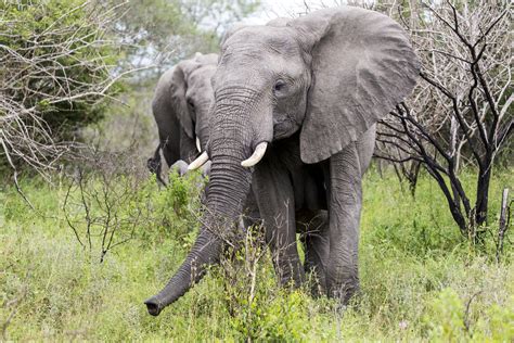 Elephant | A very relaxed herd of elephants along the banks … | Flickr