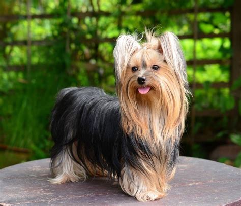 Yorkshire Terrier Dog Breed Complete Guide | AZ Animals