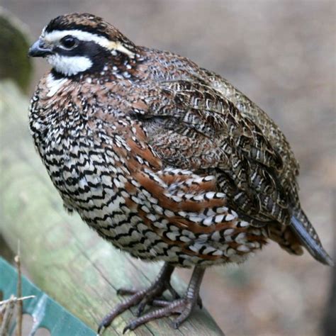 Bobwhite Quail Eggs | bobwhite quails also called northern bobwhite as ...