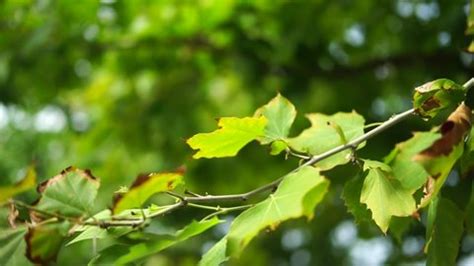 Parasol Leaves Late Summer Stock Footage Video (100% Royalty-free) 1093112659 | Shutterstock