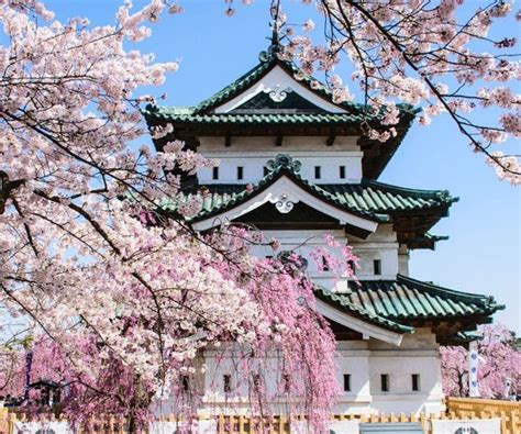 Best Cherry Blossom Festivals & Viewing Locations | JRailPass