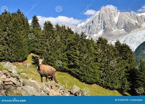 Chamois in Chamonix, France Stock Image - Image of peak, france: 21022755