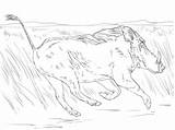 Warthog Coloring Pages  Free Printable For Kids sketch template