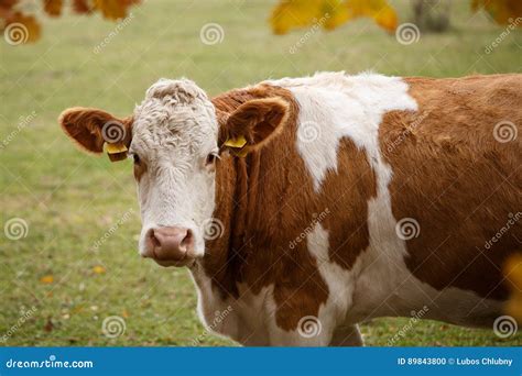 Brown and White Dairy Cow in Pasture Stock Photo - Image of land, countryside: 89843800