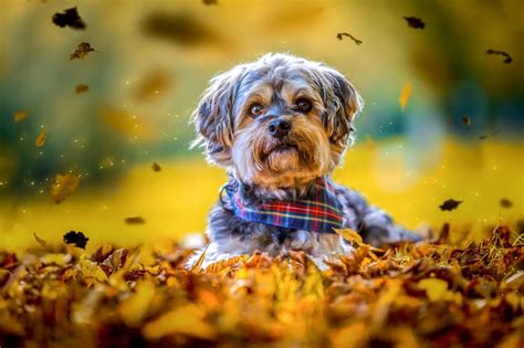 Autumn Puppy Wallpapers - Top Free Autumn Puppy Backgrounds ...