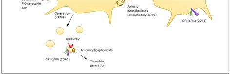 Platelet changes induced by heparin-induced thrombocytopenia (HIT)... | Download Scientific Diagram