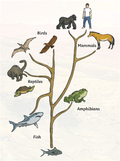 What Does Evolution Mean? | Answered | Evolution of Animals