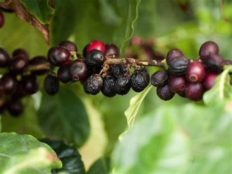 Coffee Plant Fri Jun 15, 2007 | Nikon 70-210mm macro lens - … | Flickr