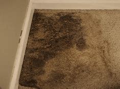 Carpet Mold and Furniture Mold Identification and Removal