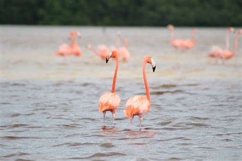 Celestun Wildlife Refuge (Yucatan Peninsula) - 2021 All You Need to Know BEFORE You Go (with ...