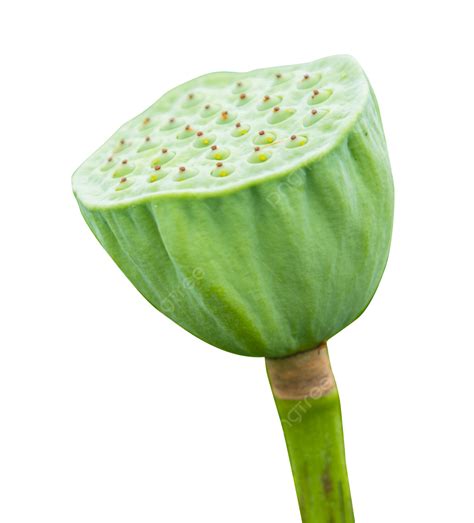 Lotus Seed Fruit Plant, Seedpod Of The Lotus, Lotus Seed, Fruit PNG Transparent Image and ...