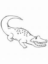 Alligators And Crocodiles Coloring Pages Download Print For Free sketch template