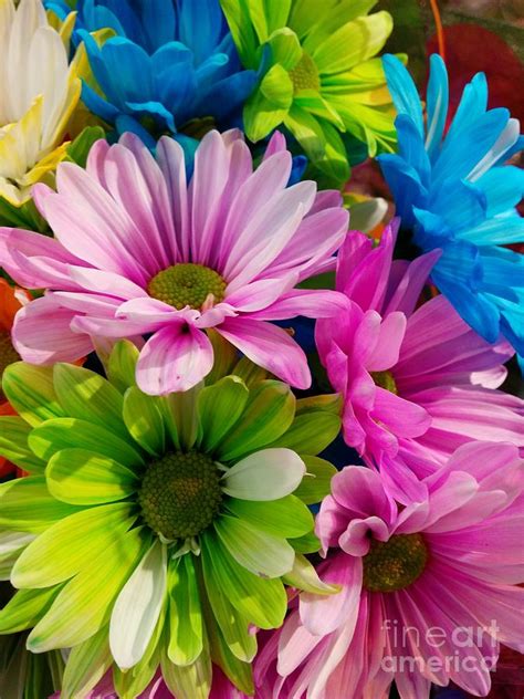 Rainbow Daisies Photograph by Katie Neese - Pixels