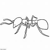 Ant Outline coloring Page sketch template