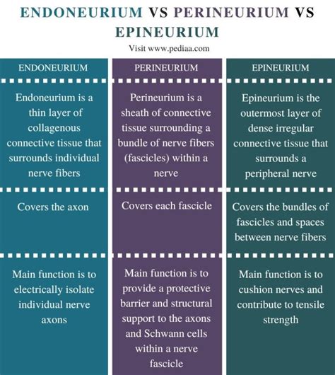 What is the Difference Between Endoneurium Perineurium and Epineurium ...