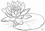 Water Lily And Pad coloring Page  Free Printable Coloring Pages sketch template