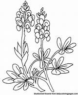 Free Printable Bluebonnet Coloring Page  KendallaxArmstrong sketch template
