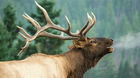 Elk Bugles and Chuckles During Rutting Season - YouTube