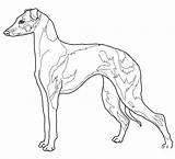 Italian Greyhound coloring page  ColouringPages sketch template