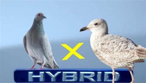 Seagull Pigeon Hybrids: Do They Exist + All You Need To Know – Pigeonpedia