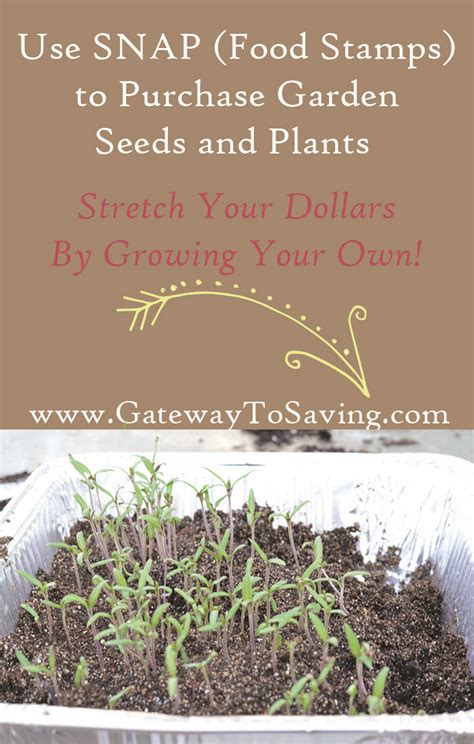 Use SNAP (Food Stamps) to Purchase Seeds or Plants - The Sensible Family