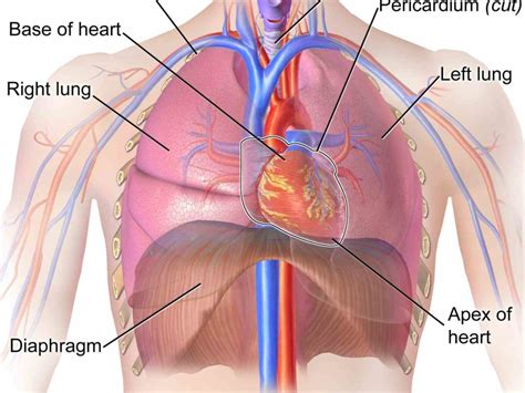 It Located In The Chest heart is located in center of chest behind ...