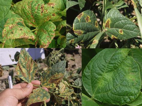 Bacterial Diseases Widespread in Panhandle Dry Beans - UNL CropWatch, Aug. 4, 2011 | CropWatch ...