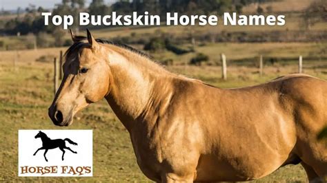 265+ Top Buckskin Horse Names (Unique, Funny, Exciting Names) – Horse FAQ’s