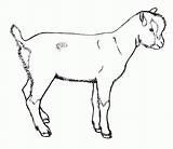 Nubian Goat Coloring Pages sketch template