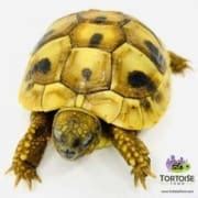 Hermann's Tortoise Care Sheet Information Tortoise Diet Habitat Hermann