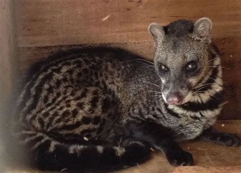 Large Indian Civet - Facts, Diet, Habitat & Pictures on Animalia.bio