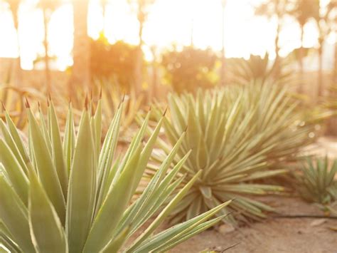 Growing Agave - Information On Agave Plant Care