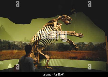 Giant Ground Sloth fossil giant prehistoric mammal North American Stock Photo: 5547241 - Alamy